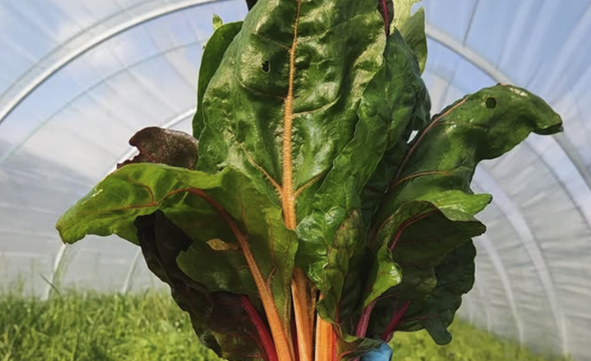 antipasto ena che.nutre